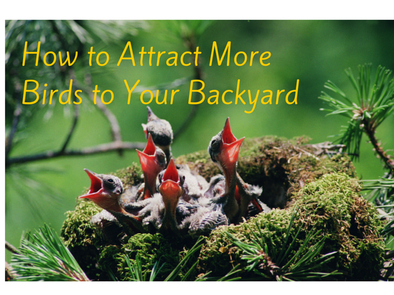 5 Ways You Can Attract More Birds to Your Backyard